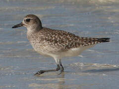 Grey Plover