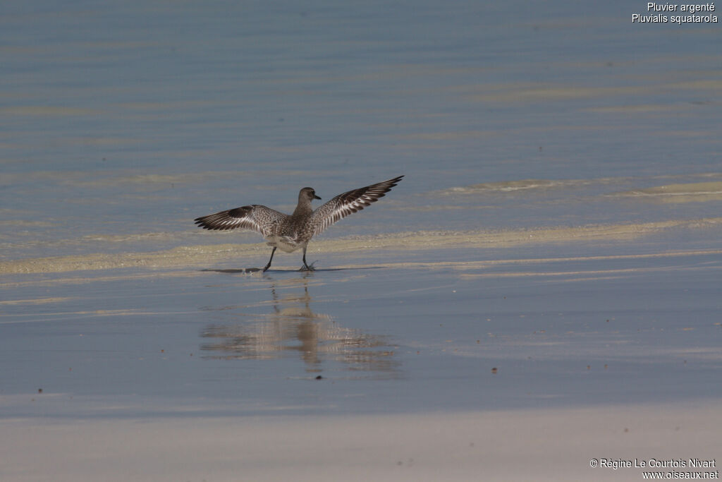 Grey Plover