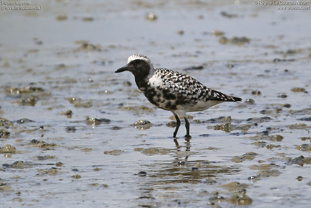 Grey Plover