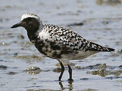 Grey Plover