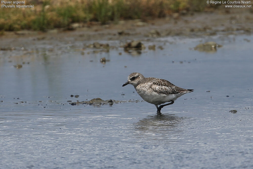 Grey Plover