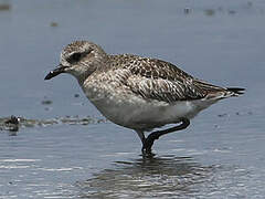 Grey Plover