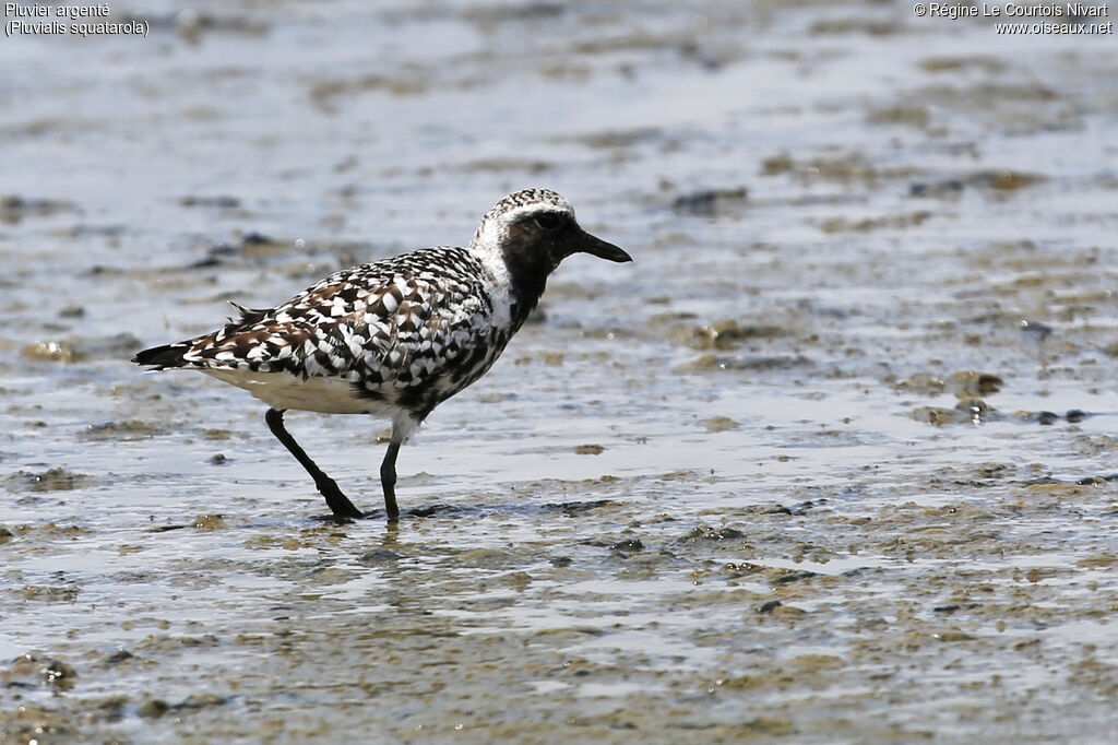 Grey Plover