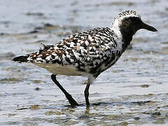 Grey Plover