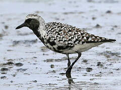 Grey Plover