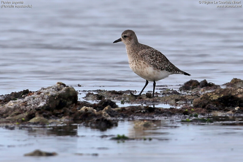 Grey Plover