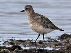 Grey Plover