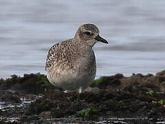 Grey Plover