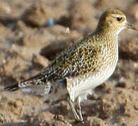 European Golden Plover