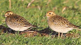 European Golden Plover