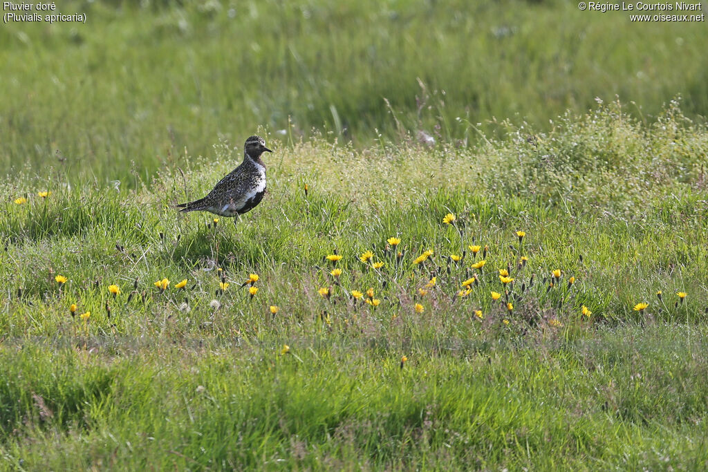 European Golden Plover