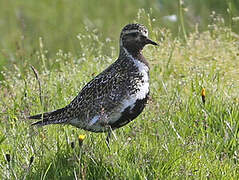 European Golden Plover