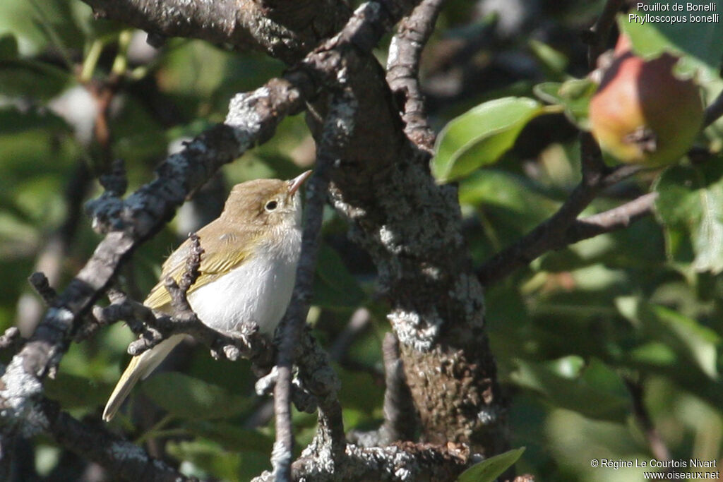 Western Bonelli's Warbler