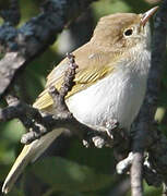 Western Bonelli's Warbler