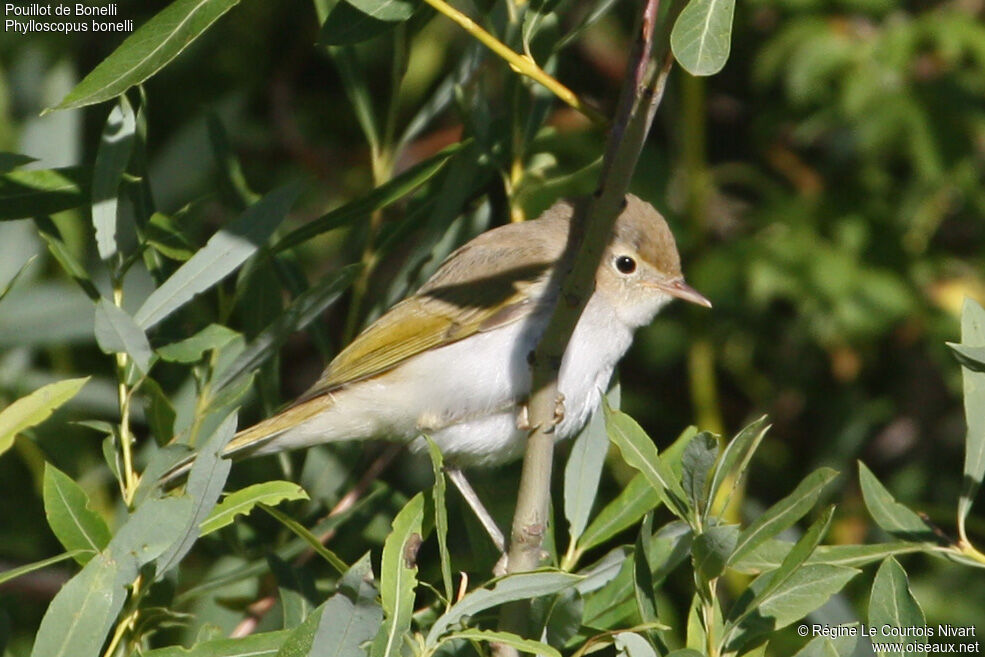 Pouillot de Bonelli