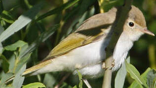 Western Bonelli's Warbler