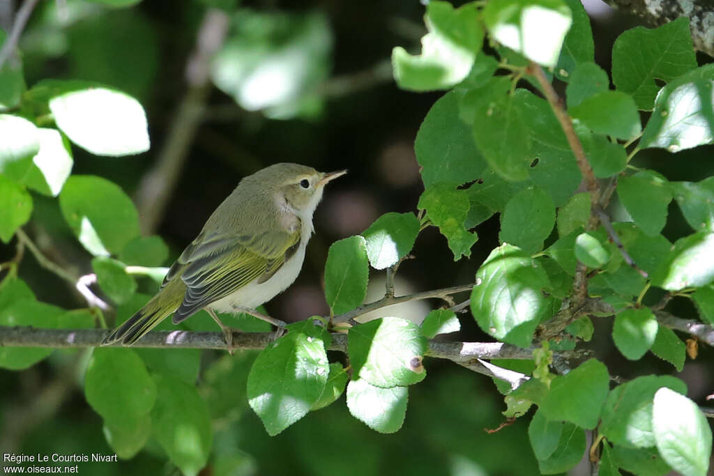 Western Bonelli's Warbler, habitat