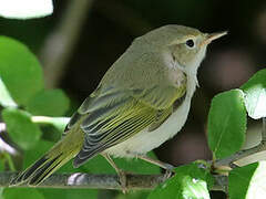 Western Bonelli's Warbler