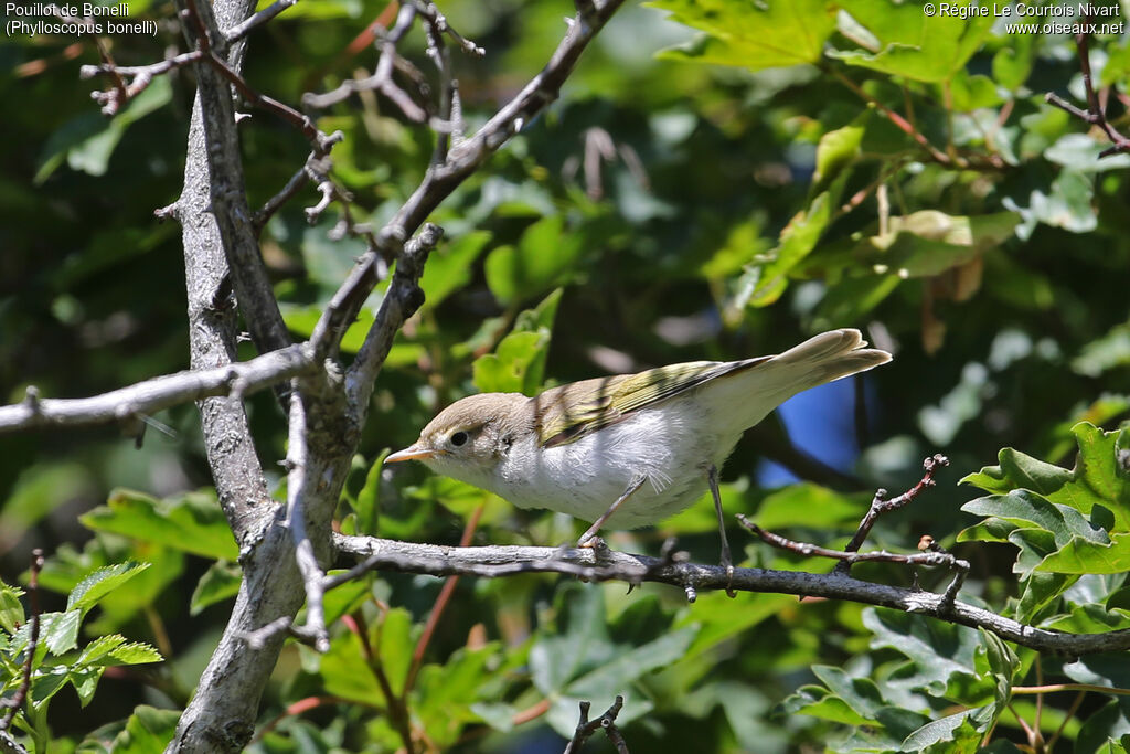 Western Bonelli's Warbler