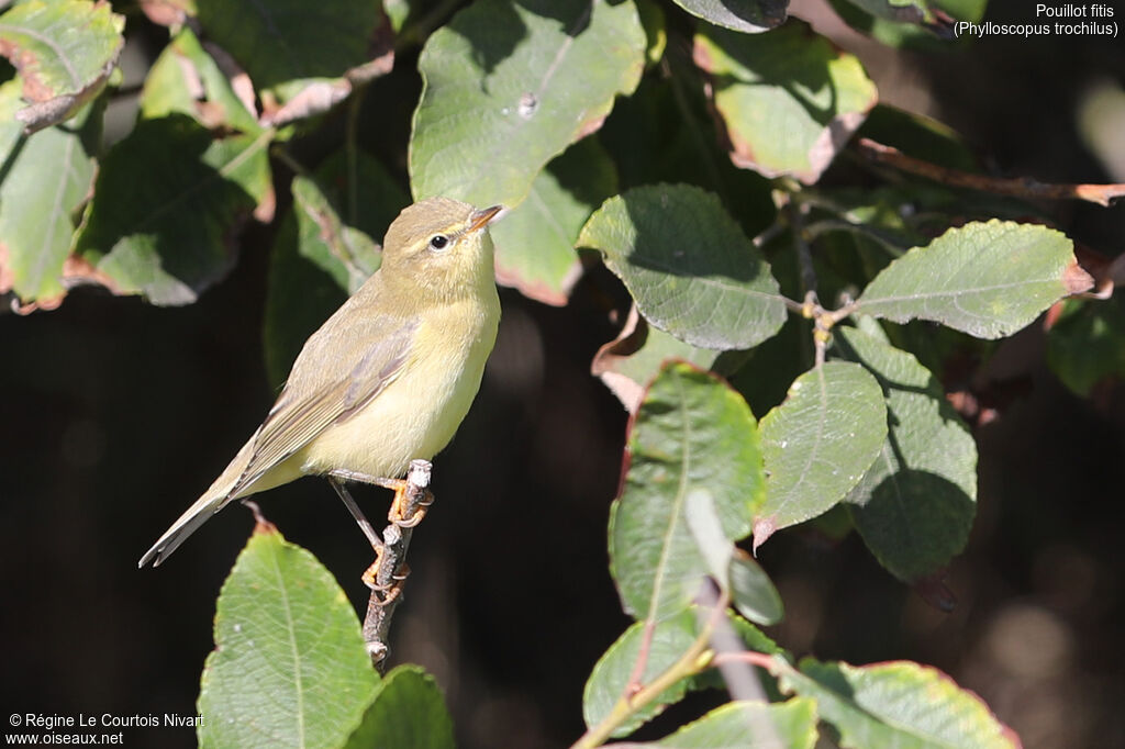 Willow Warbler