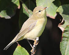 Willow Warbler