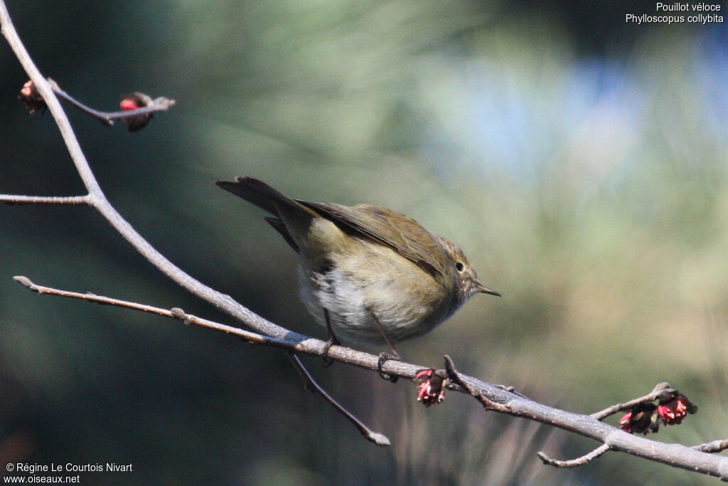 Common Chiffchaff