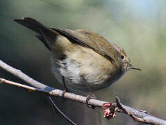 Common Chiffchaff