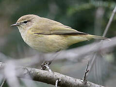 Common Chiffchaff