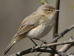 Common Chiffchaff