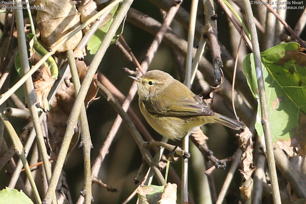 Common Chiffchaff