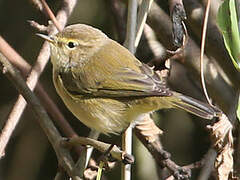 Common Chiffchaff