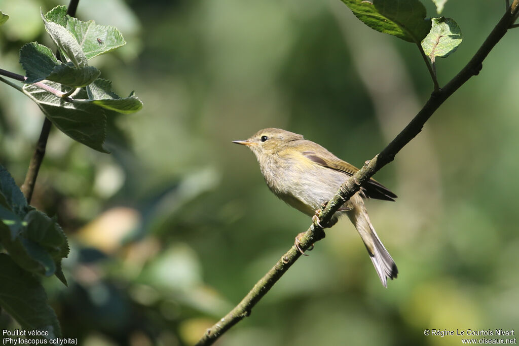 Common Chiffchaff