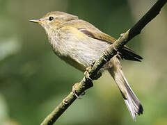 Common Chiffchaff