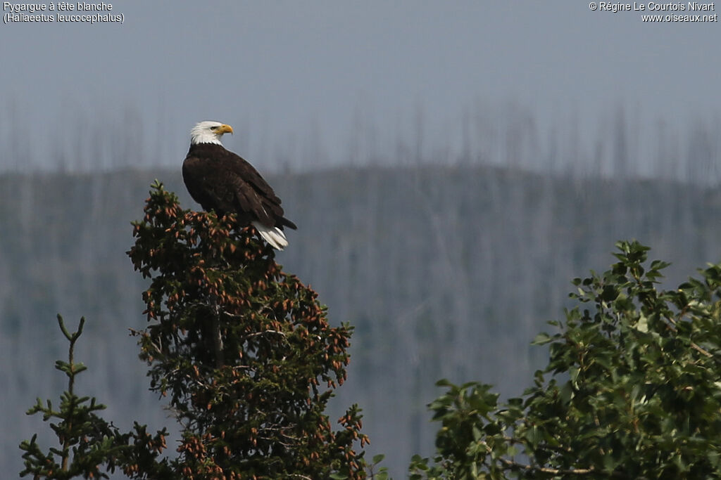 Bald Eagle