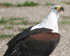 African Fish Eagle
