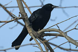 Austral Blackbird