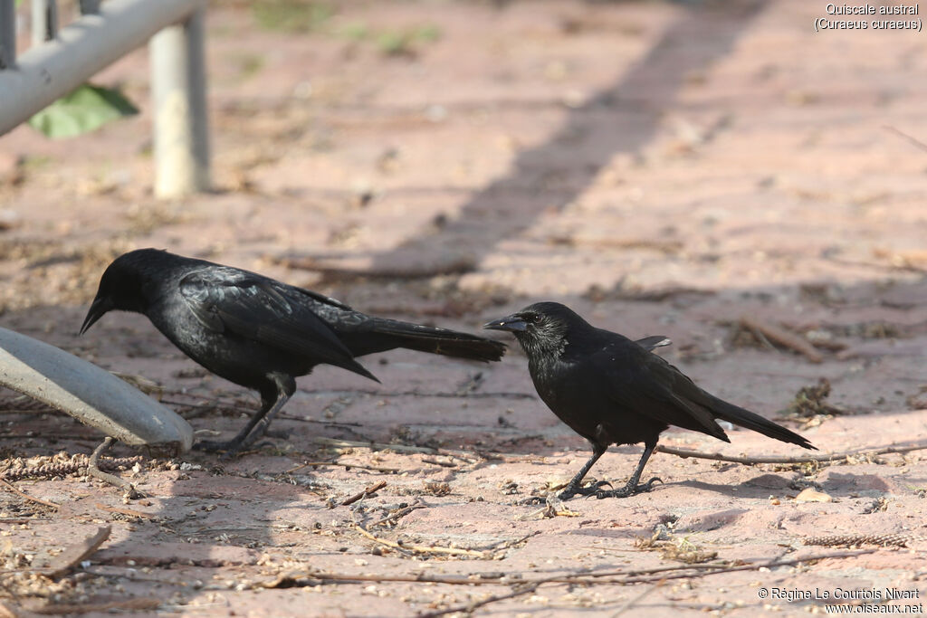 Austral Blackbird