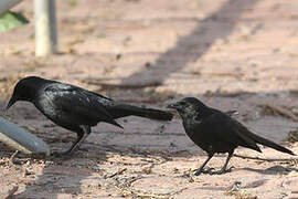 Austral Blackbird