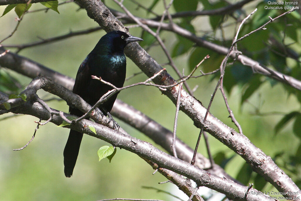 Quiscale bronzé