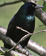 Common Grackle