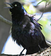 Common Grackle