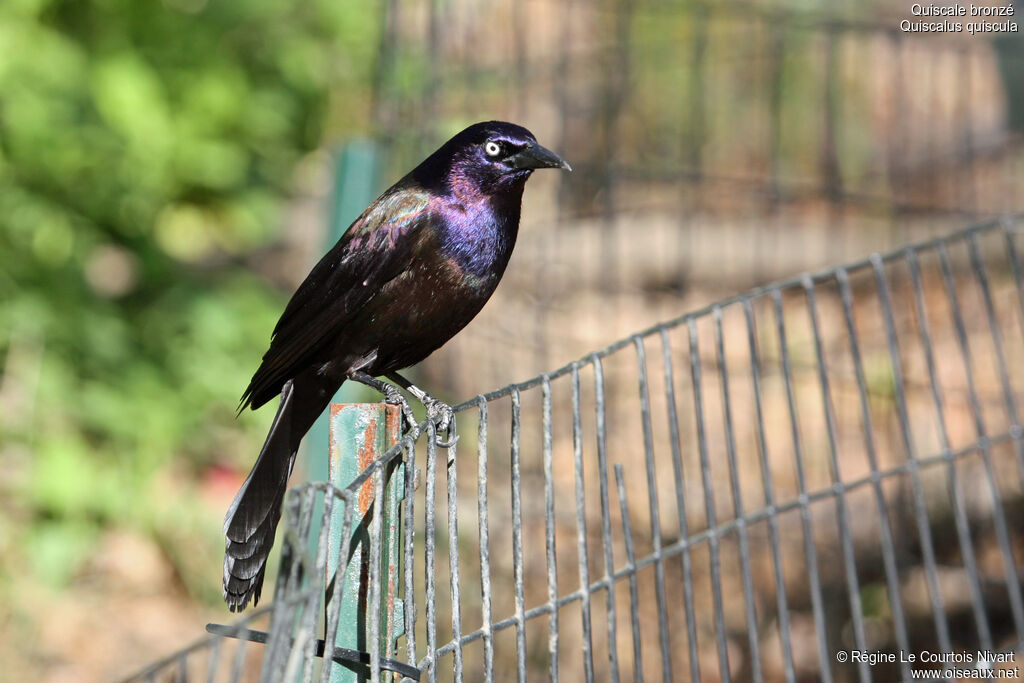 Common Grackle