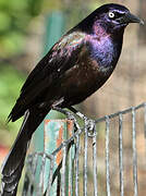 Common Grackle