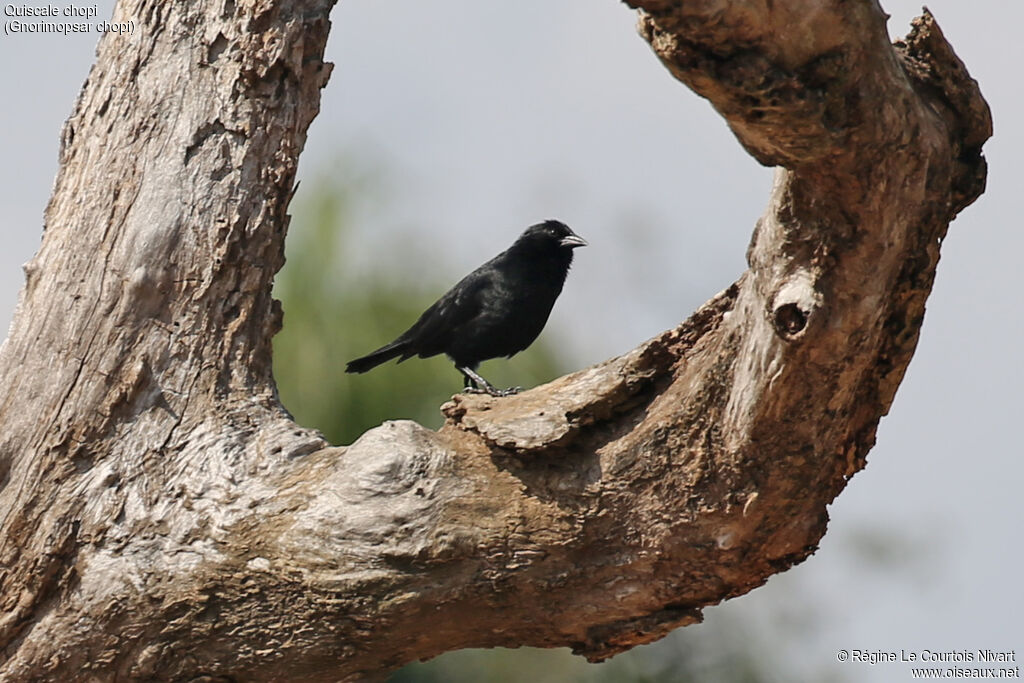 Quiscale chopi