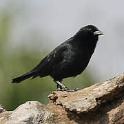 Quiscale chopi