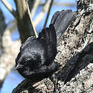 Quiscale chopi