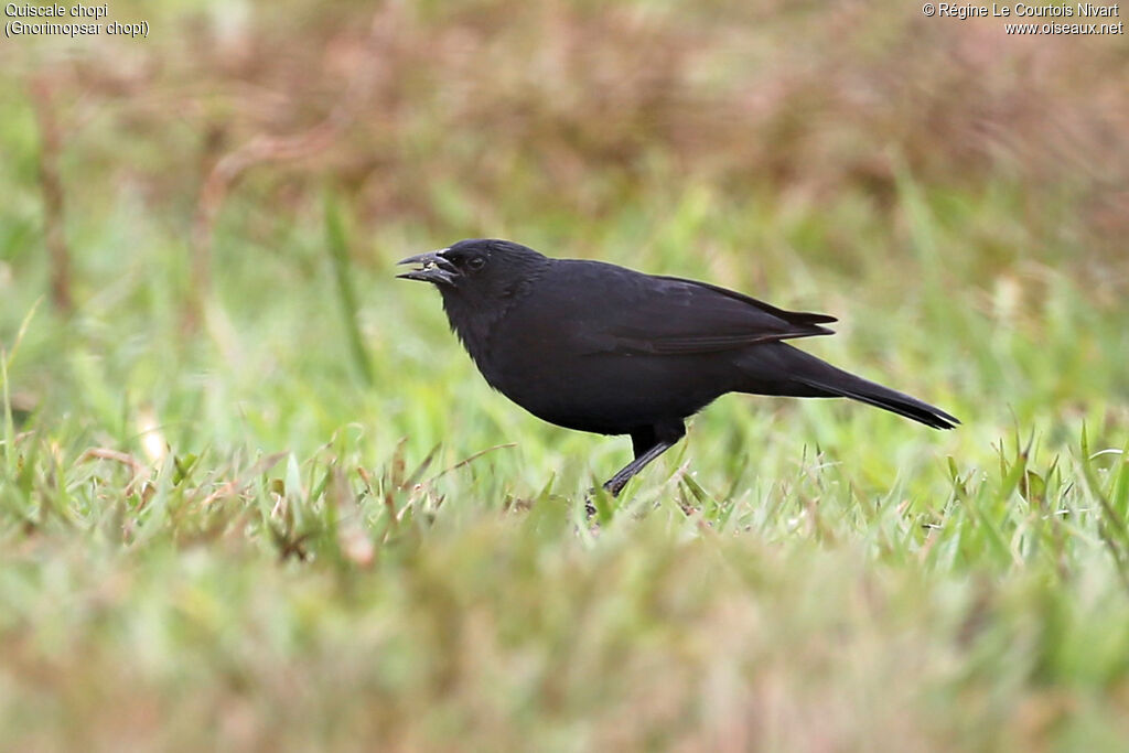 Quiscale chopi - Carouge chopi<br />