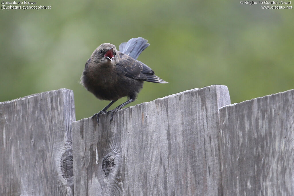 Brewer's Blackbirdjuvenile