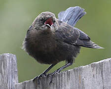 Brewer's Blackbird