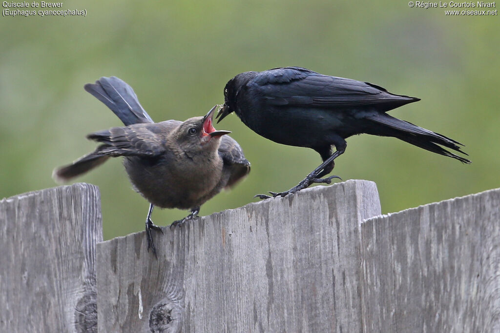 Brewer's Blackbird